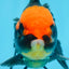 A Grade UNIQUE Red Head Oranda Male 5 inches #080125OR_29