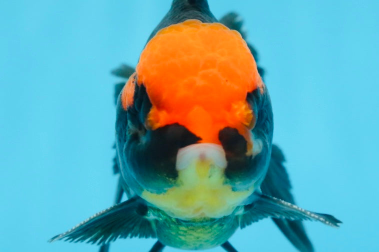 A Grade UNIQUE Red Head Oranda Male 5 inches #080125OR_29