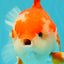 SPECIAL AAA Grade Red White Yuanbao Male 5-5.5 inches #050826YB_09