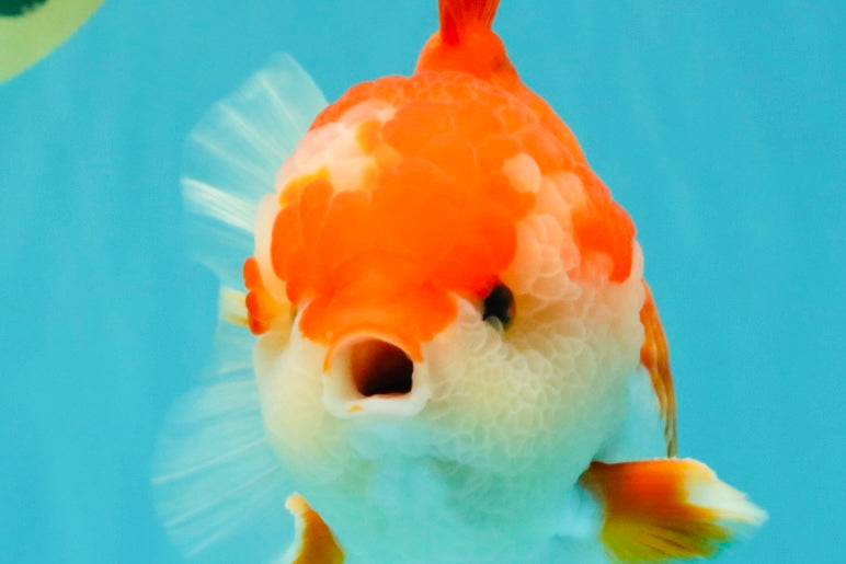 SPECIAL AAA Grade Red White Yuanbao Male 5-5.5 inches #050826YB_09