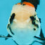 A Grade Tricolor Oranda Female 4.5-5 inches #120624OR_10