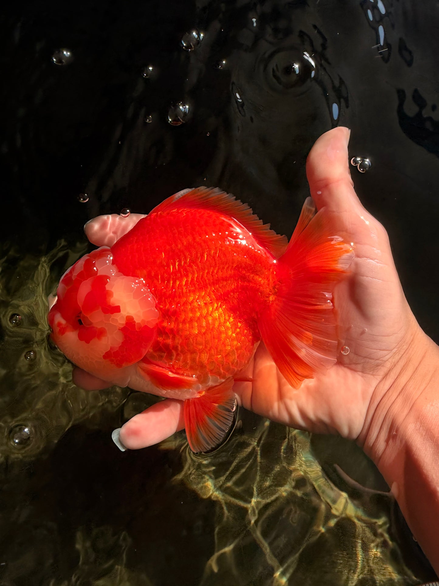 CHUBBY AAA Grade Red White Yuanbao Male 5-5.5 inches #051526YB_12