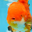 AAA Grade CHONKY Red White Oranda Male 5-5.5 inches #062025OR_16
