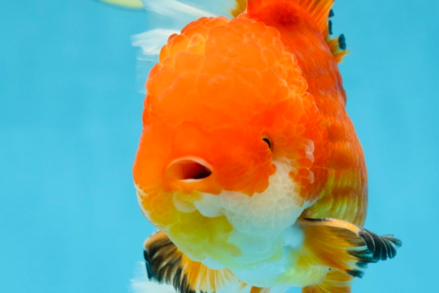 AAA Grade CHONKY Red White Oranda Male 5-5.5 inches #062025OR_16
