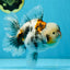 AAA Grade RARE White Tiger Oranda Female 5.5 inches #051625OR_15