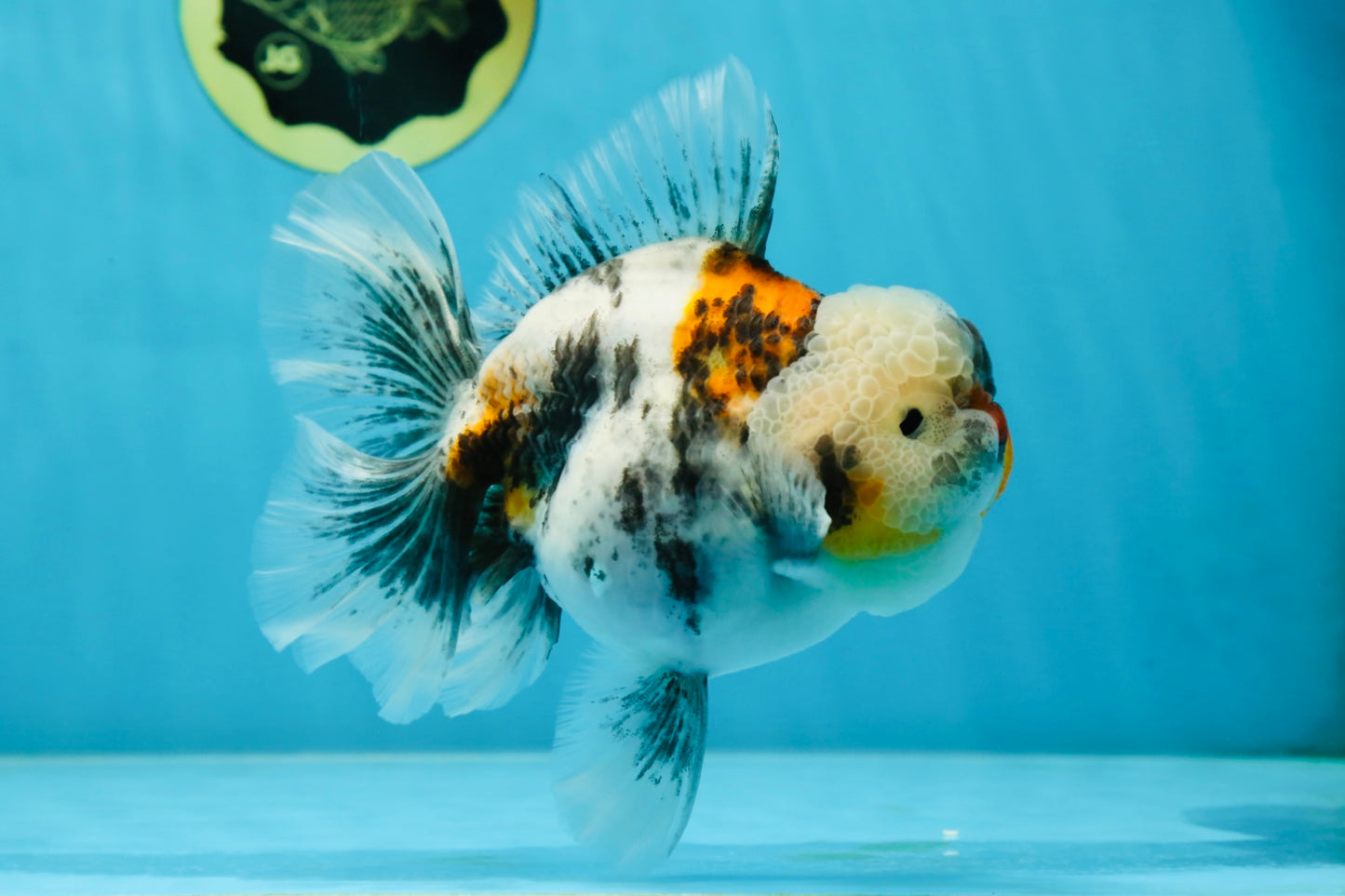 AAA Grade RARE White Tiger Oranda Female 5.5 inches #051625OR_15