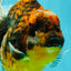 A Grade Tiger Oranda Female 7-7.5 inches #071026OR_04