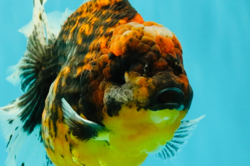A Grade Tiger Oranda Female 7-7.5 inches #071026OR_04