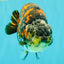Special Tricolor Tiger Ranchu Female 6-6.5 inch #092526RC_22