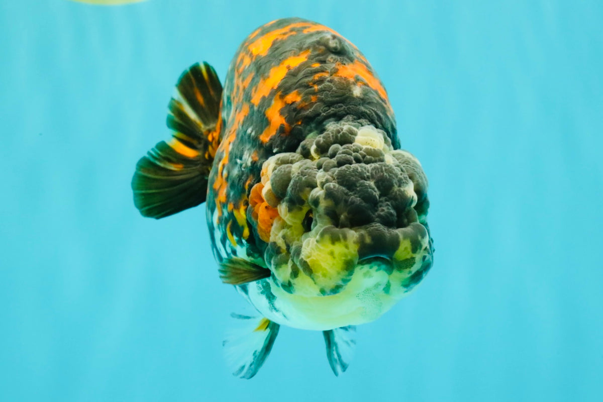 Special Tricolor Tiger Ranchu Female 6-6.5 inch #092526RC_22