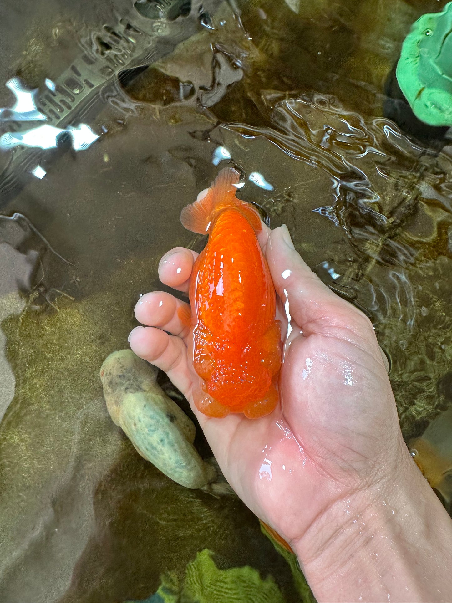 A Grade BIG WEN Red White LionQueen 4-4.5 inches #071125LC_02