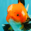 A Grade Apache Oranda Male 6 inches #080726OR_05
