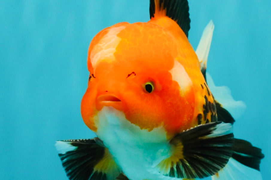 A Grade Apache Oranda Male 6 inches #080726OR_05