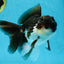 A Grade Young Panda Button W Oranda Male 4.5-5 inches #061325_06