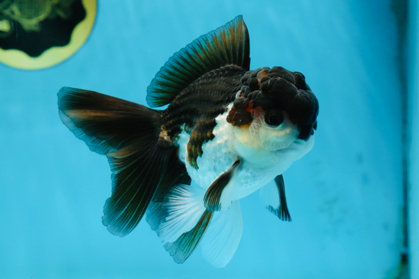 A Grade Young Panda Button W Oranda Male 4.5-5 inches #061325_06