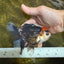 NEZHA Tricolor Oranda Female 5 inches #091925OR_08