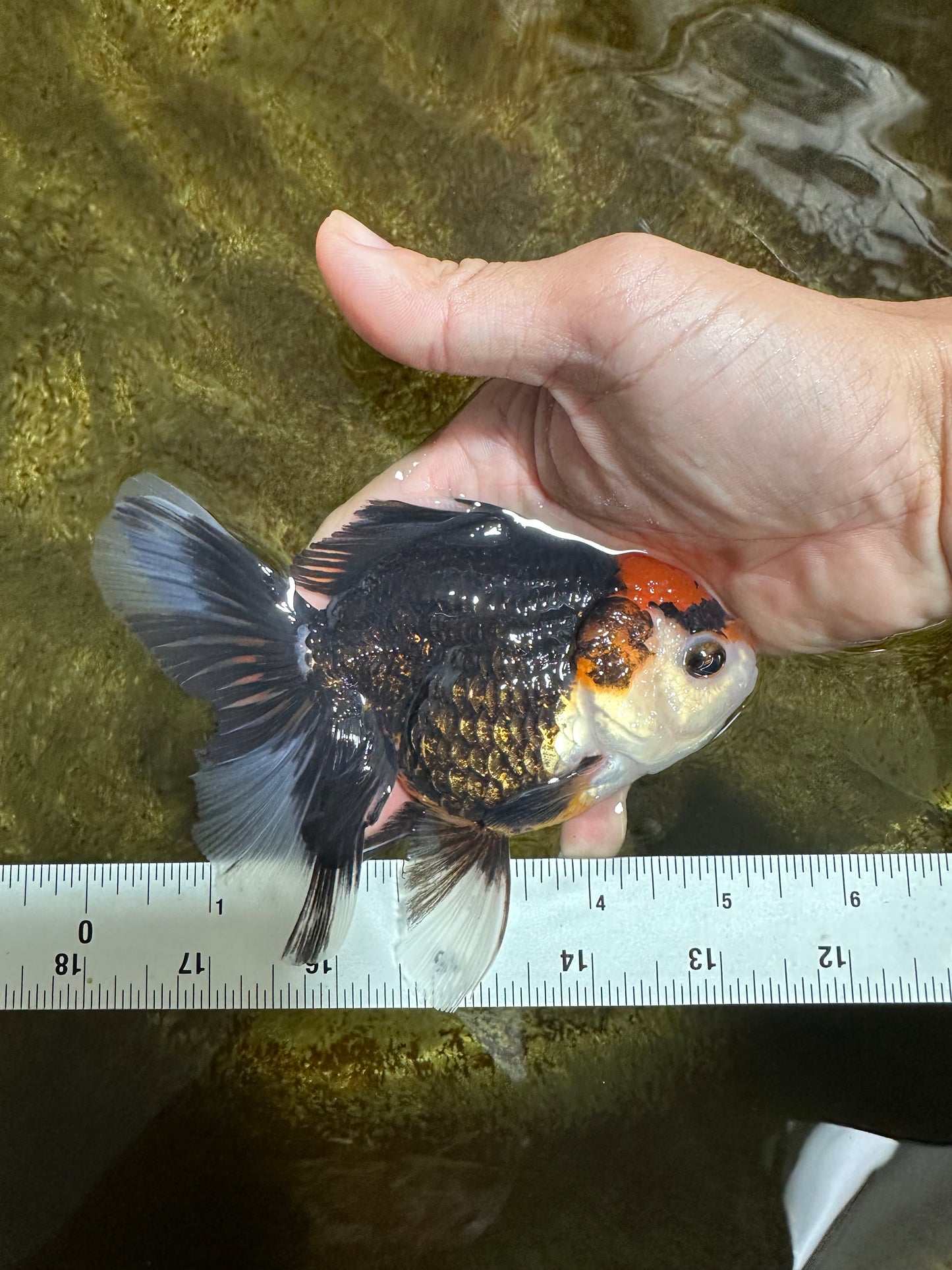 NEZHA Tricolor Oranda Female 5 inches #091925OR_08