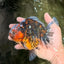 A Grade Tiger Oranda Female 5.5 inches #090426OR_07