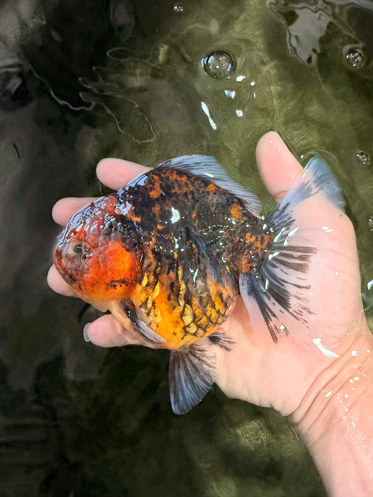 A Grade Tiger Oranda Female 5.5 inches #090426OR_07