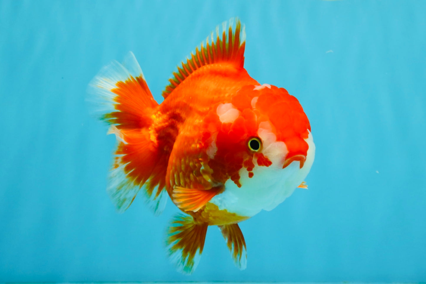 CHUBBY AAA Grade Red White Yuanbao Female 5.5 inches #041026YB_23