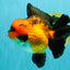 CHARLIE AAA Grade Apache Oranda Female 6 inches #071026OR_23