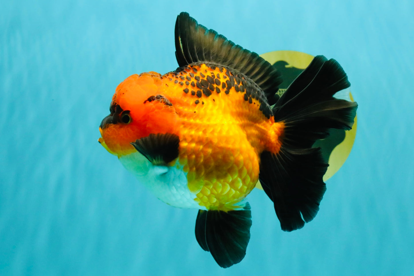 CHARLIE AAA Grade Apache Oranda Female 6 inches #071026OR_23