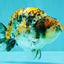 AAA Grade Special Tricolor Tiger Ranchu Male 4.5-5 inches #062626RC_08