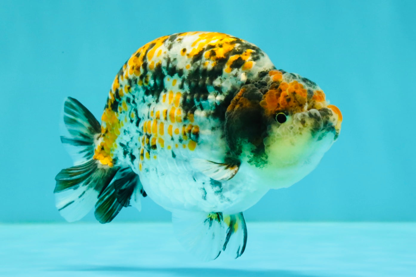 AAA Grade Special Tricolor Tiger Ranchu Male 4.5-5 inches #062626RC_08