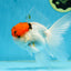 A Grade Tricolor Oranda Male 5.5 inches #062725OR_18