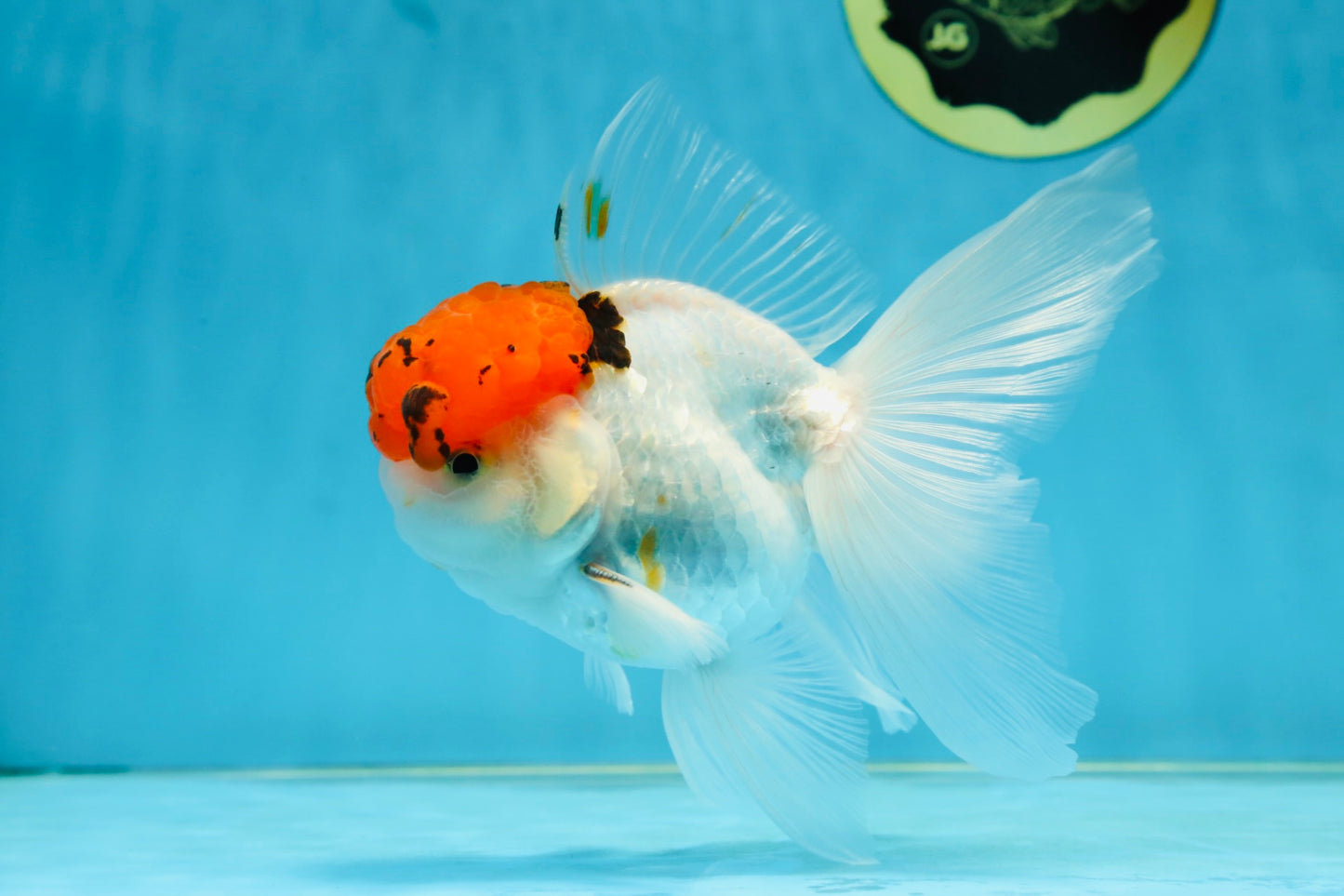 A Grade Tricolor Oranda Male 5.5 inches #062725OR_18