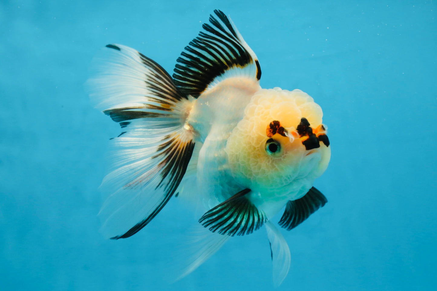 Tricolor Oranda Female 5.5 inches #100325OR_15