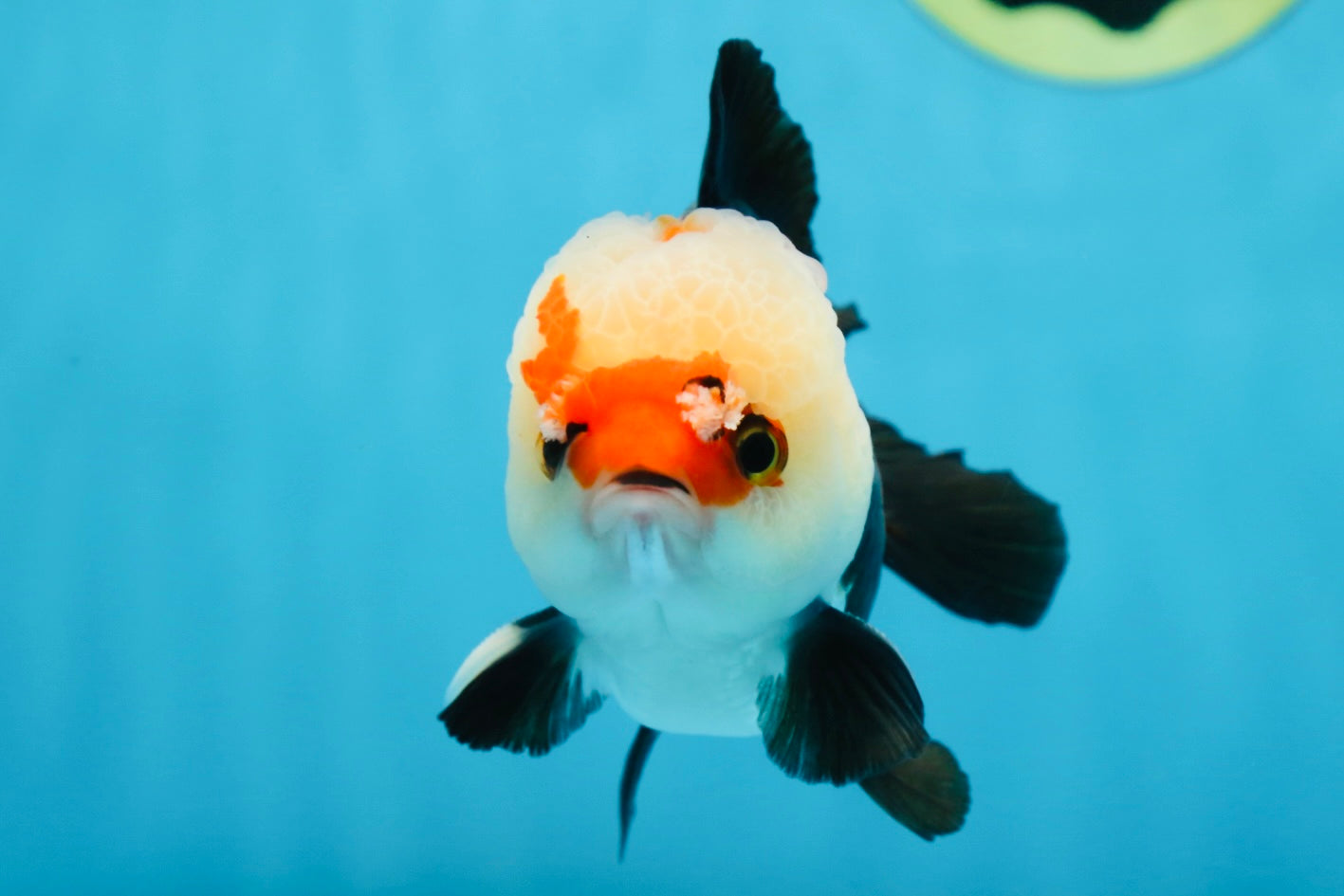 A Grade Adorable Pompom Tricolor Yuanbao Male 4-4.5 inches #071125YB_19