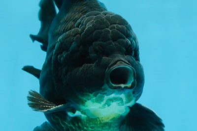 AAA Grade Godzilla Black Yuanbao Male 5-5.5 inches #103125YB_03