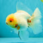 BEAUTY AAA Grade Sakura Oranda Male 6.5 inches #081426OR_03