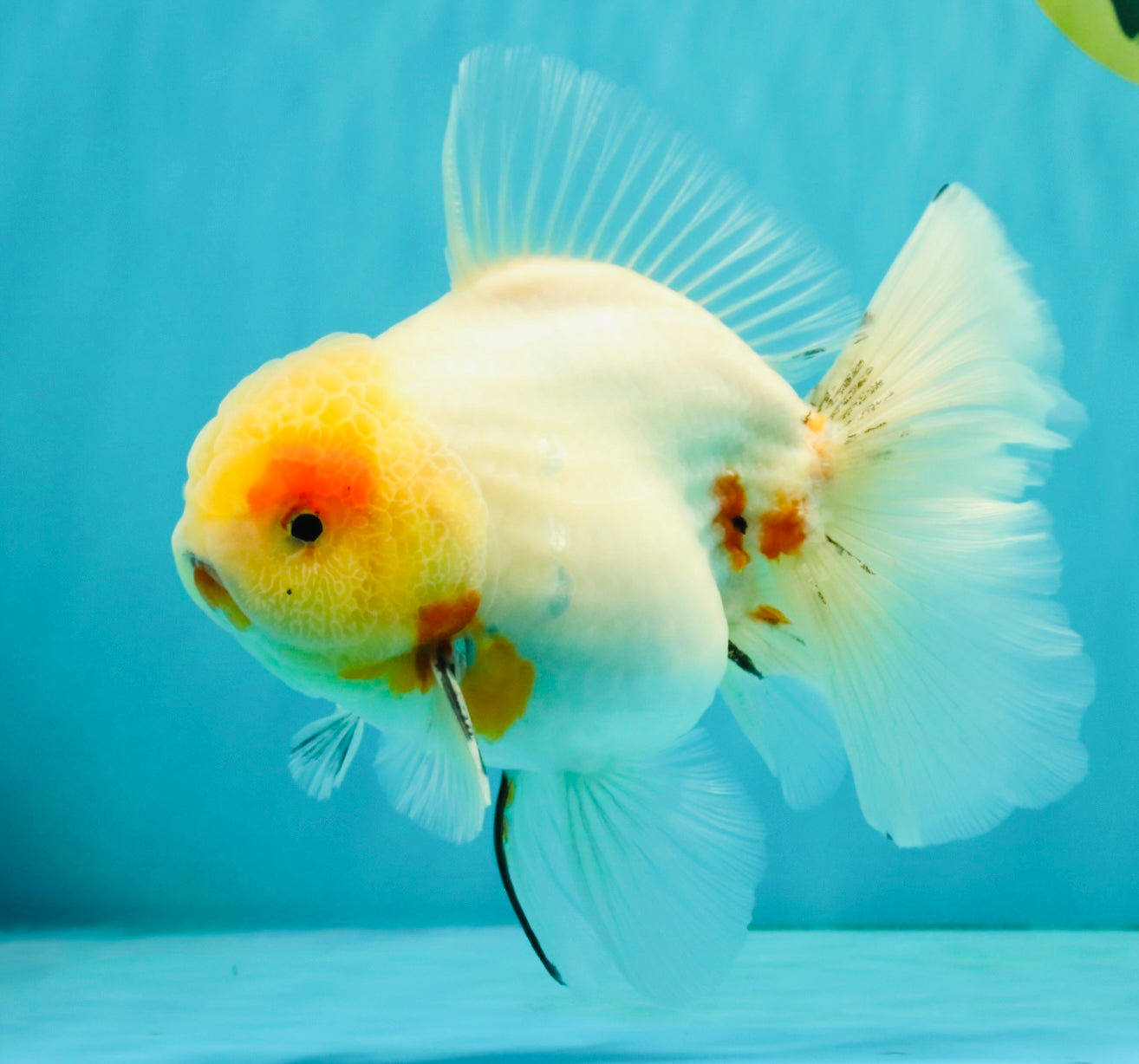 BEAUTY AAA Grade Sakura Oranda Male 6.5 inches #081426OR_03
