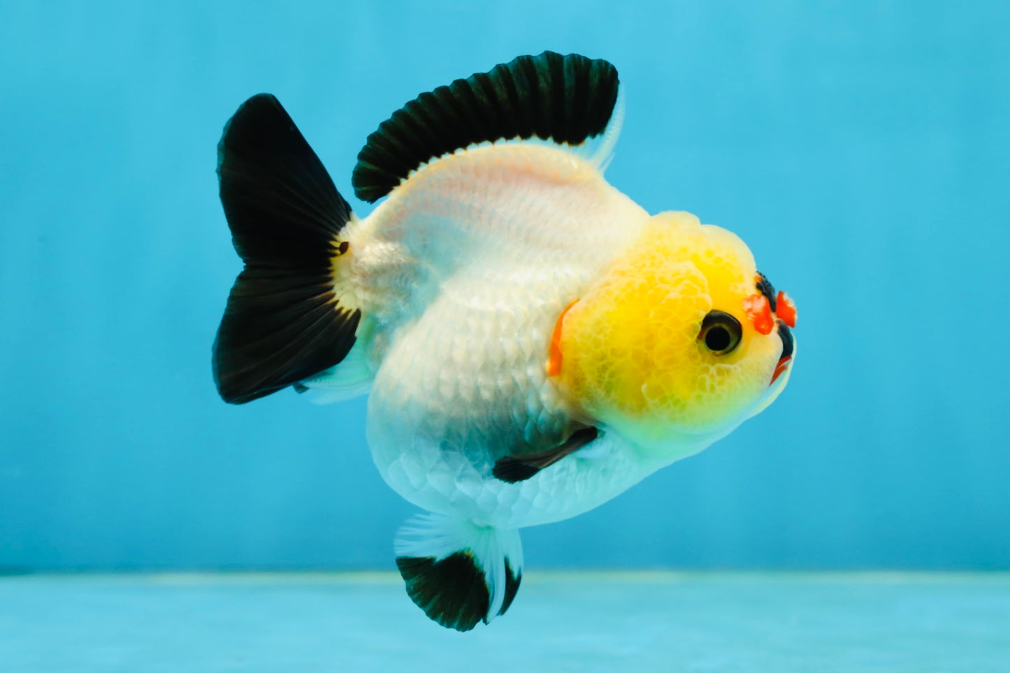 A Grade Pompom Tricolor Button Eyes Yuanbao Female 3.5-4 inches #062725YB_11