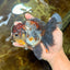 A Grade Kirin Oranda Female 6 inches #110725OR_03