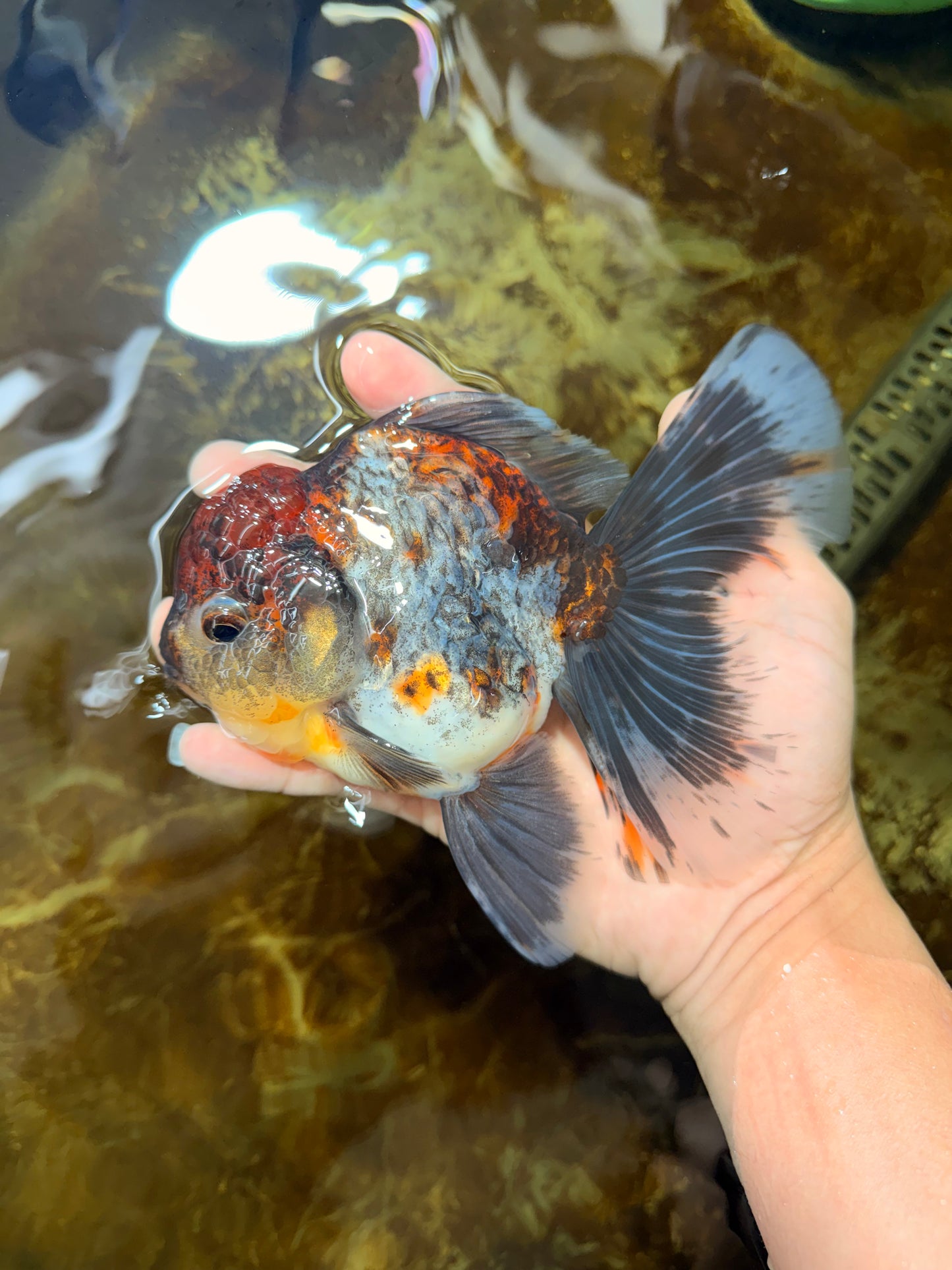 A Grade Kirin Oranda Female 6 inches #110725OR_03