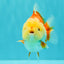 Little Chicken AAA Grade Red White Yuanbao Male 4.5-5 inches #061926YB_34