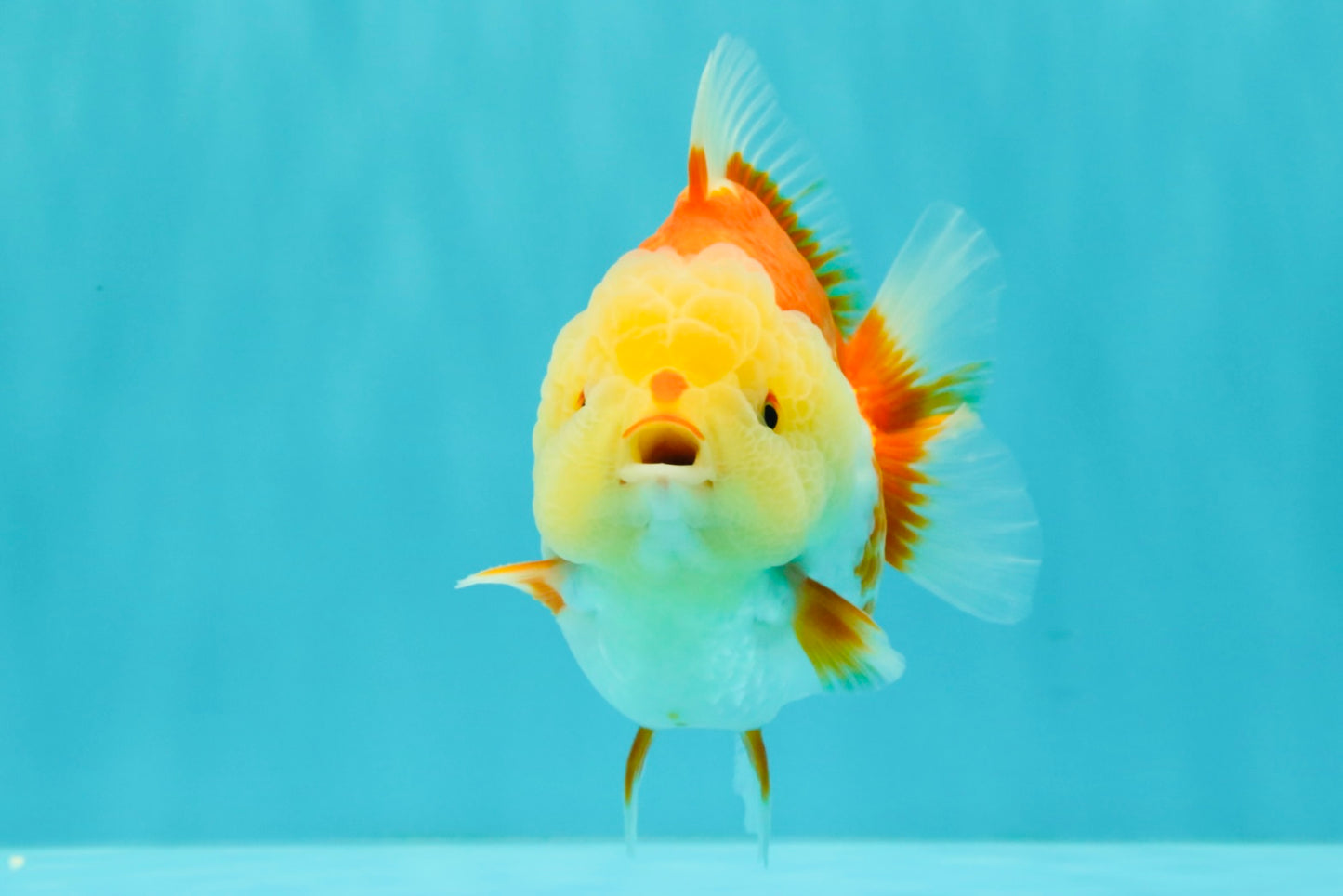 Little Chicken AAA Grade Red White Yuanbao Male 4.5-5 inches #061926YB_34