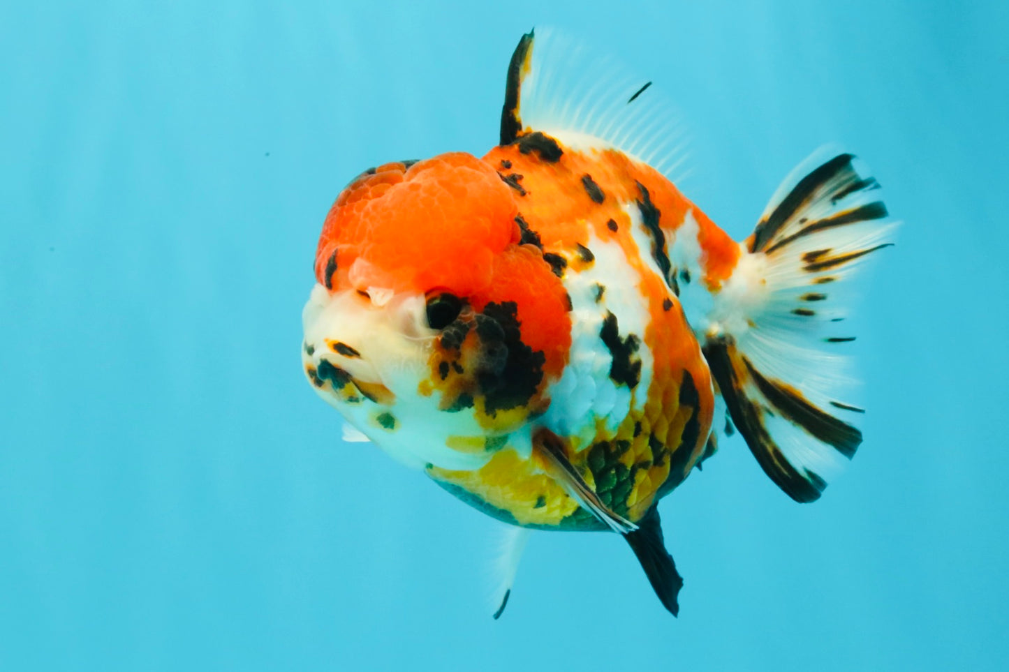 Tricolor Tiger Yuanbao Female 5.5 inches #030626YB_13