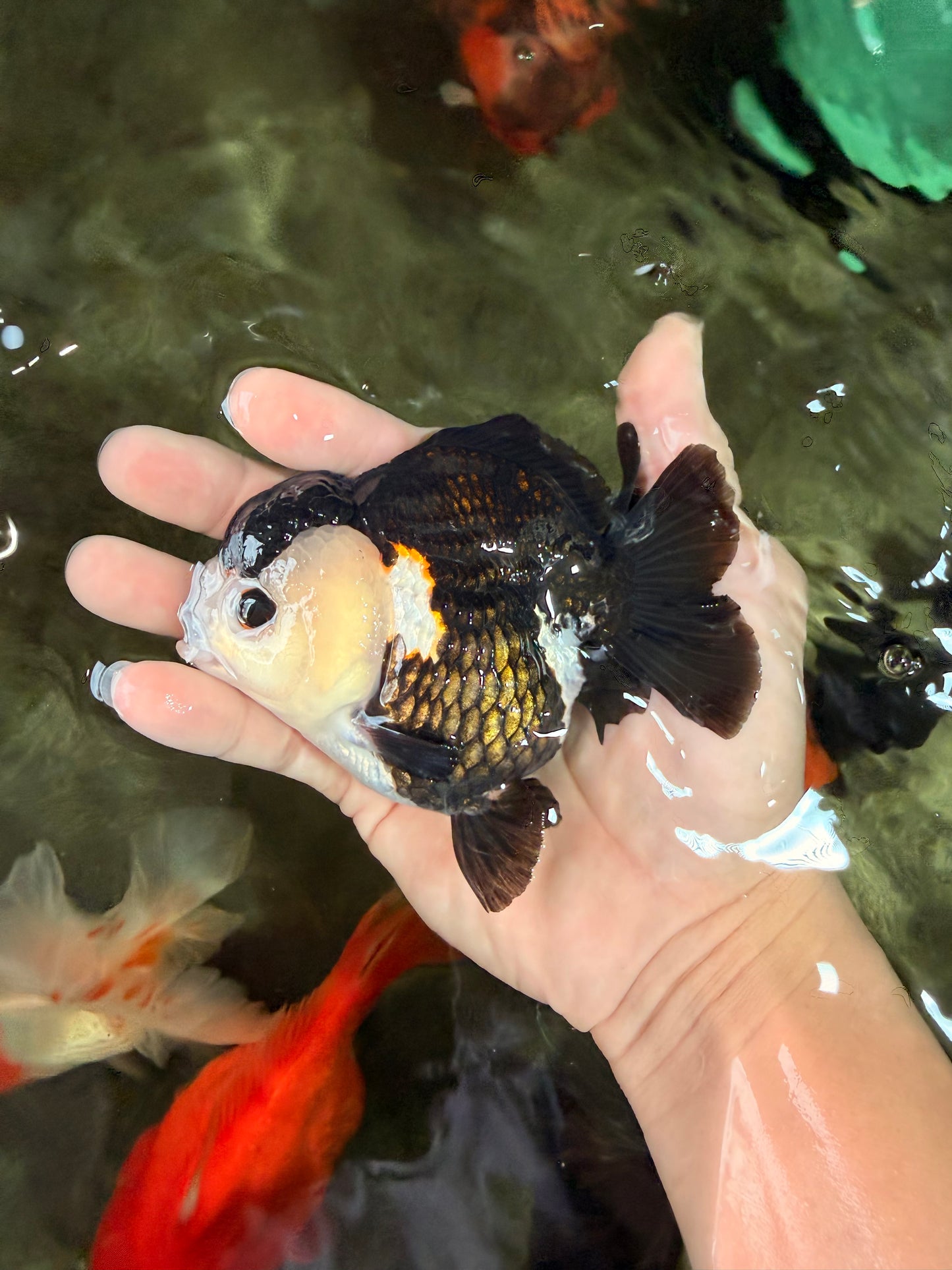 ADORABLE Pom Pom Panda Yuanbao Female 4 inches #031326YB_14