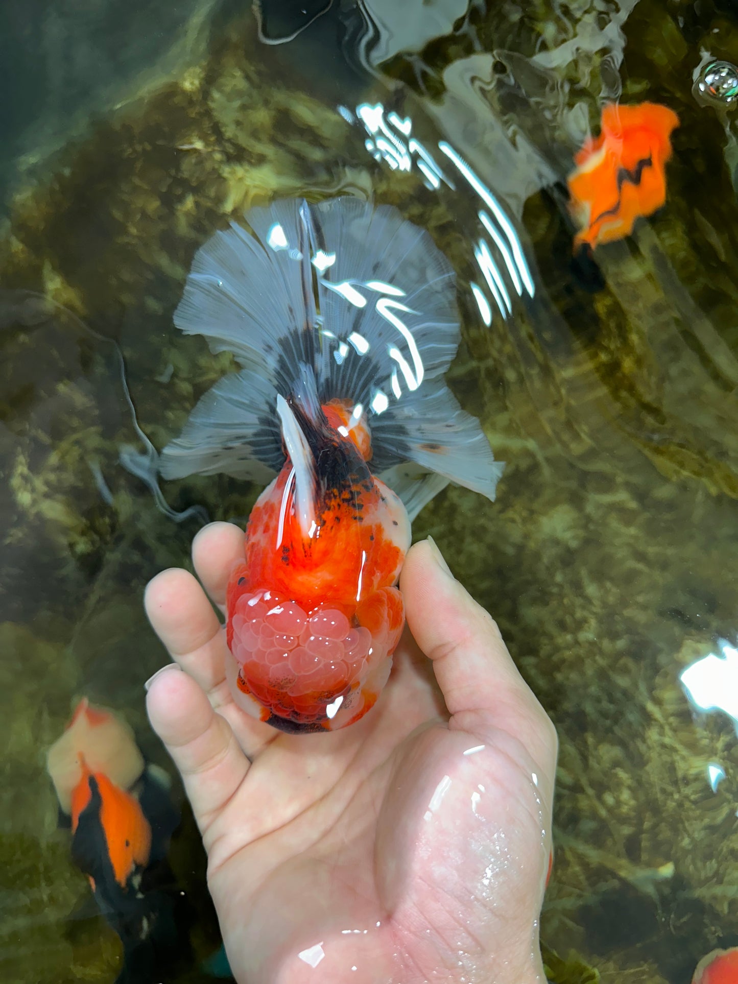 A Grade Chonky Sakura Oranda Female 5-5.5 inches #071125OR_11
