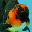 LAVA AAA Grade Apache Oranda Male 5.5 inches #100926OR_21