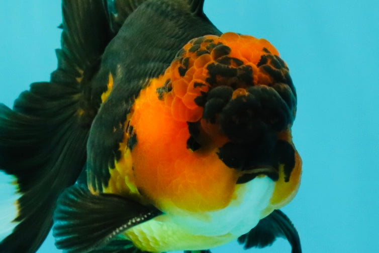 LAVA AAA Grade Apache Oranda Male 5.5 inches #100926OR_21