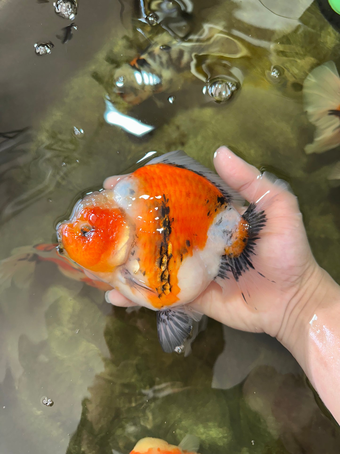 AAA Grade Big Body Godzilla Ink Calico Yuanbao Female 6 inches #051625YB_12