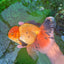 AAA Grade Black Gold (Apache) Oranda Male 7 inches #0712OR_16