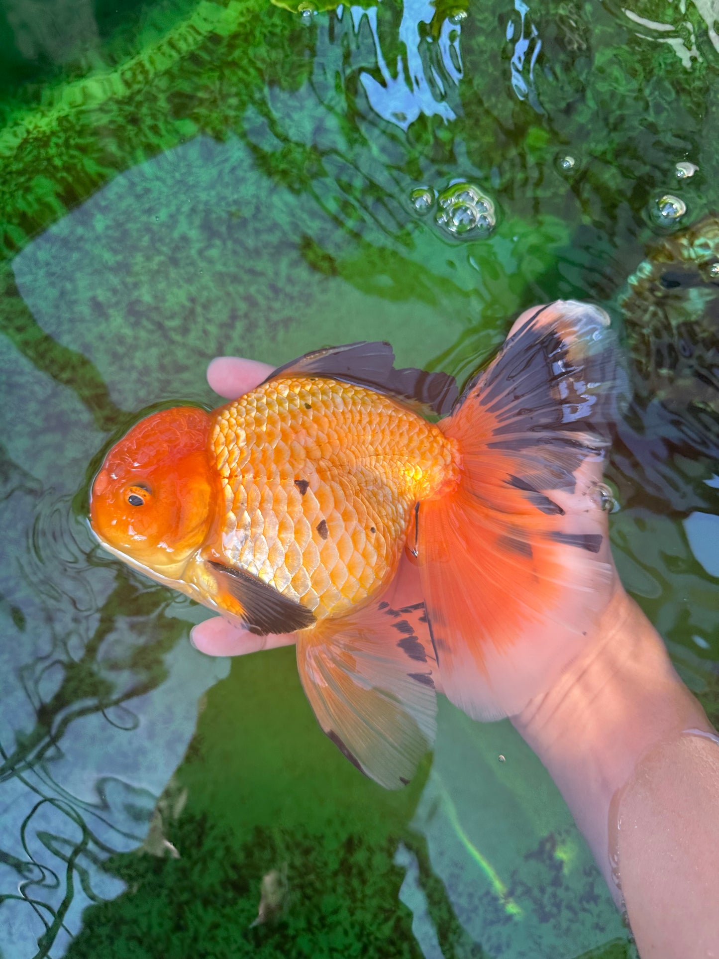 AAA Grade Black Gold (Apache) Oranda Male 7 inches #0712OR_16