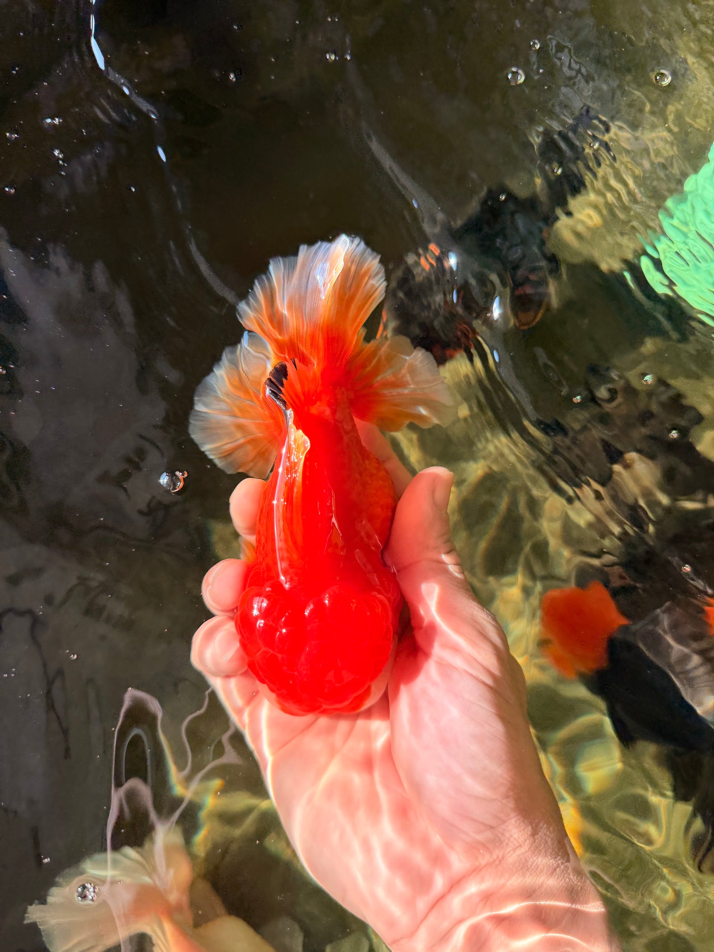 MARIO AAA Grade Red White Oranda Male 5.5 inches #030626OR_20