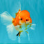 Sakura Oranda Female 5 inches #050126OR_06